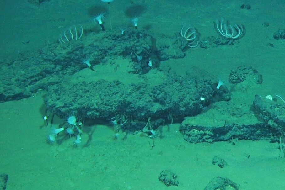 Descubren el mayor cementerio de ballenas del mundo con restos de cinco millones de años